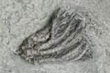 Two Crinoid (Pachylocrinus & Hypselocrinus) Fossils - Indiana #125903-2